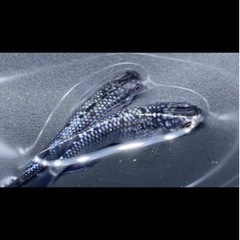メダカ各種の画像