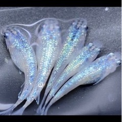 メダカ各種の画像