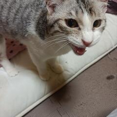 決まりましたマリー 保護猫です。
