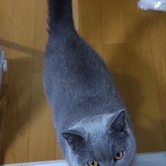ブリティッシュショートヘアー  ４歳の男の子です。 - 猫