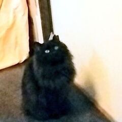 トライアル決定　黒の長毛猫、メス、2才、避妊済