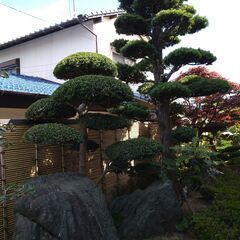 ☆剪定、伐採、枝落とし、消毒等お任せ下さい！☆ - 糟屋郡