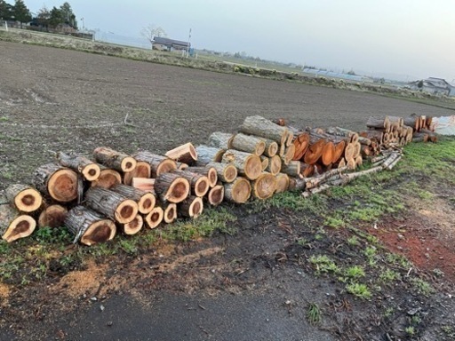 【引渡者決定】木の玉