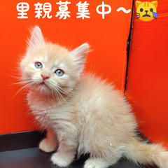 1/29生サイベリアン♂クリームタビー ♪(トライアウト猫)