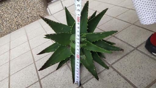 アロエ不夜城