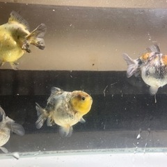 中国産　ショートテールオランダ　2ペア