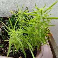 コキア苗　１０株の画像