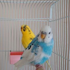 セキセイインコ ２羽 里親募集