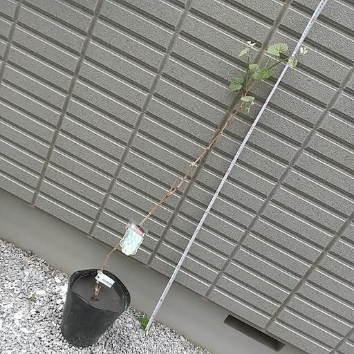 ぶどうの苗 ブドウの木 1株