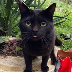 2歳ぐらいの黒の男の子