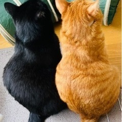 猫好き集まれ🐈🐈‍⬛