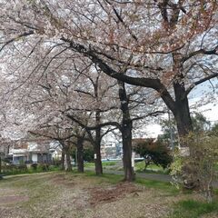 古武道と中国拳法・雲手拳の春会員募集