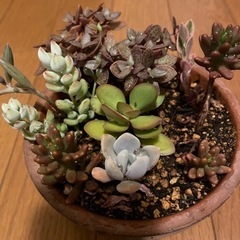 【お譲り先決定】多肉植物②   7種類
