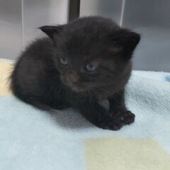 3月24日生まれ仔猫2匹の里親さん募集(ΦωΦ)ｸﾞﾚｰ猫譲渡決...