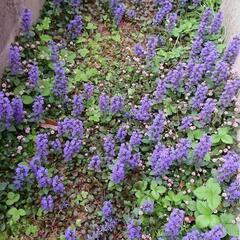 ★紫の可愛い花*☆アジュガ★十二単*グランドカバーに*手間いらず 寄植え花*の画像
