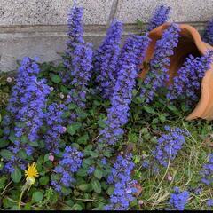 ★紫の可愛い花*☆アジュガ★十二単*グランドカバーに*手間いらず 寄植え花*の画像