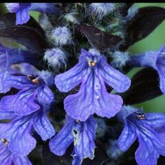 ★紫の可愛い花*☆アジュガ★十二単*グランドカバーに*手間いらず 寄植え花*の画像