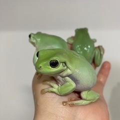 イエアメガエル  の画像