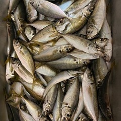 🌊内房外房🌊オンショア🎣ルアー好きな方🤙✨ - 友達
