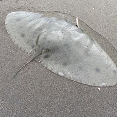 🌊内房外房🌊オンショア🎣ルアー好きな方🤙✨ - メンバー募集