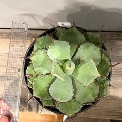 アガベ イシスメンシス 大型 多肉植物 観葉植物の画像