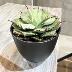 アガベ イシスメンシス 大型 多肉植物 観葉植物