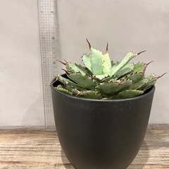 アガベ イシスメンシス 大型 多肉植物 観葉植物の画像