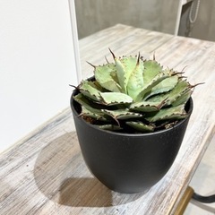 アガベ イシスメンシス 大型 多肉植物 観葉植物の画像