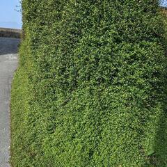 ワイヤープランツ🎉の画像