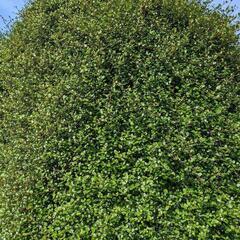 ワイヤープランツ🎉