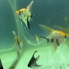 【あげます★】熱帯魚・ミックスエンゼルフィッシュ 5匹