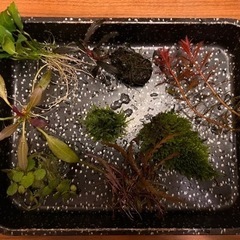 水草: 水草8種類（エキノドルス、ブセ&アヌビアス入り）セット A