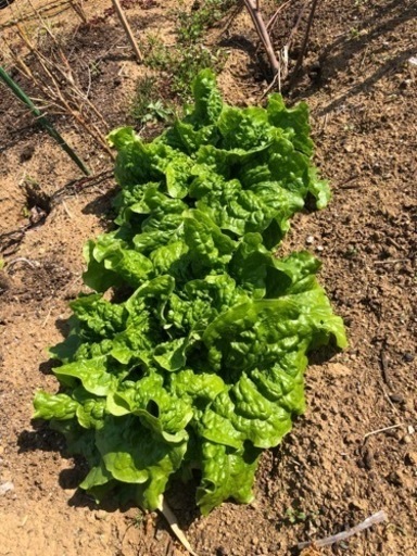 畑を探しております。