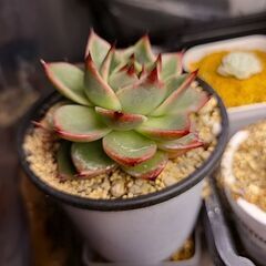 エケベリアブルードラゴン