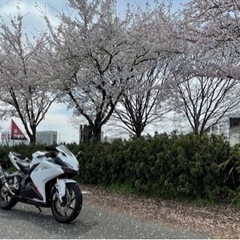HONDA CBR250RR 自賠責たっぷり付き　ホンダドリーム購入品の画像
