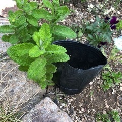 アップルミント♪株分け･:*+.の画像