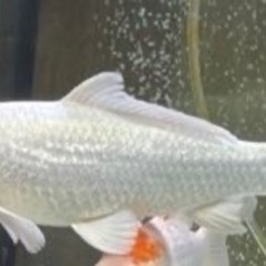 銀鱗プラチナペア2匹