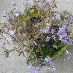 芝桜　薄紫色