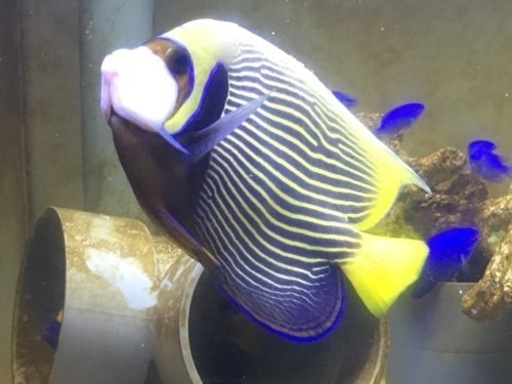 タテジマキンチャクダイ　太平洋型　体長20cm前後