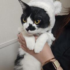 オス猫、そろそろ2歳