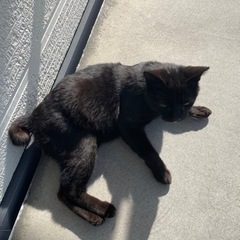 野良猫ちゃんです。