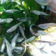 幹之メダカ ラメ入り 10匹1000円