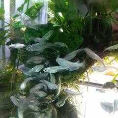 幹之メダカ ラメ入り 10匹1000円の画像