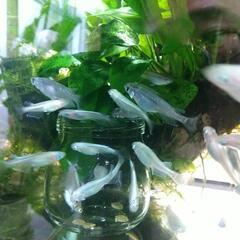 幹之メダカ ラメ入り 10匹1000円の画像