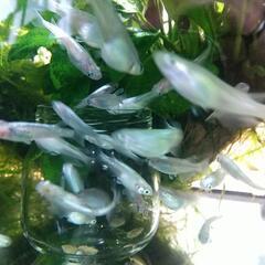 幹之メダカ ラメ入り 10匹1000円の画像