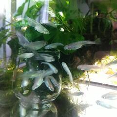 幹之メダカ ラメ入り 10匹1000円の画像