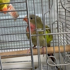 天女インコ　