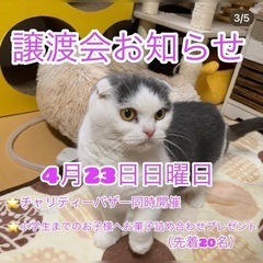 （ご参加ありがとうございました！）team ねこまんま　4月譲渡会