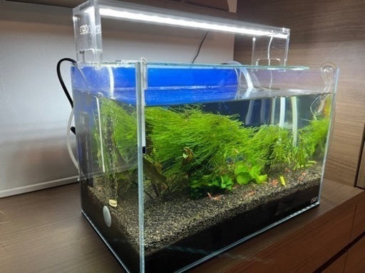 【大特価】憧れのブランドADAの水槽フルセット　初心者でも安心全て揃ってます　レッドビーシュリンプ５０匹以上込み