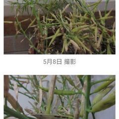 ガルガケール原種の種の採取権の画像